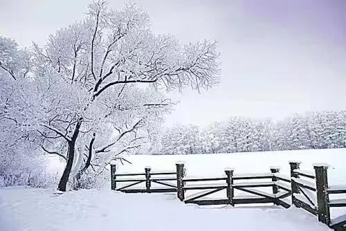 新品品鉴|东方傲雪 以雪为墨,绘就一抹遗世独(图2) 新品品鉴|东方傲雪 以雪为墨,绘就一抹遗世独(图2)